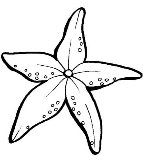 Estrella de mar Impresionante