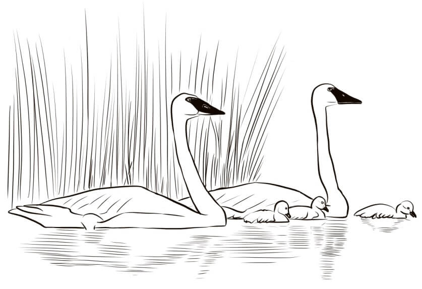 Cisne