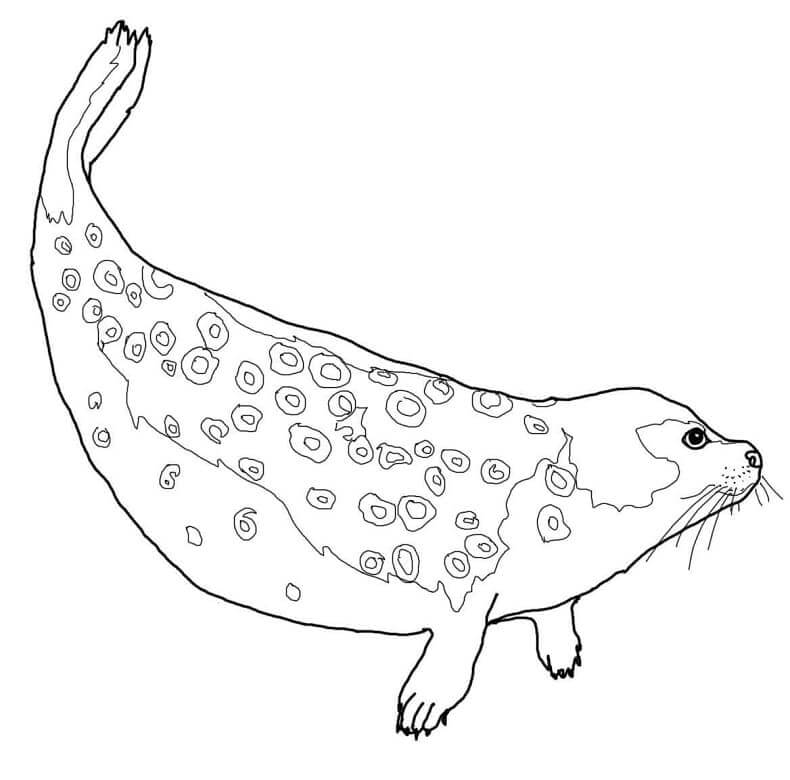 Foca Anillada