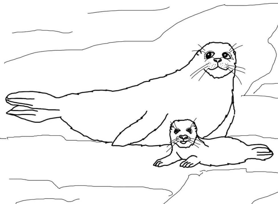 Foca Arpa Madre y Bebé