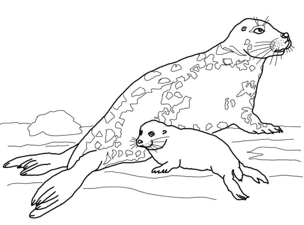 Foca Gris Madre y Bebé