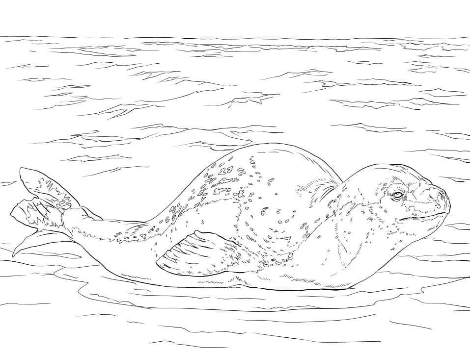 Foca Leopardo
