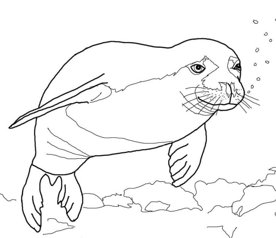Foca Monje Hawaiana