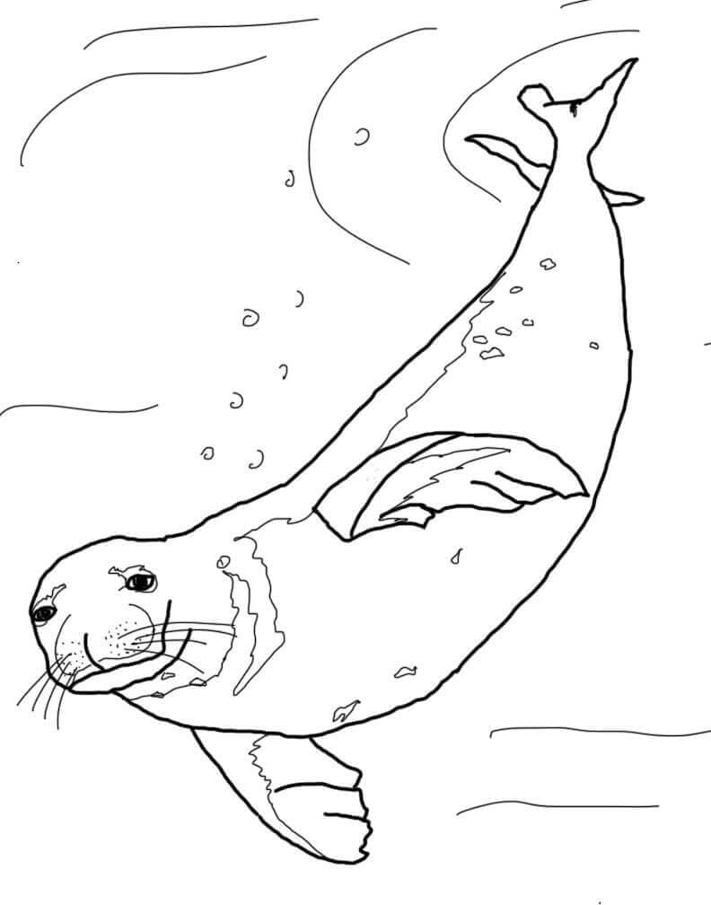 Foca Monje Nadando