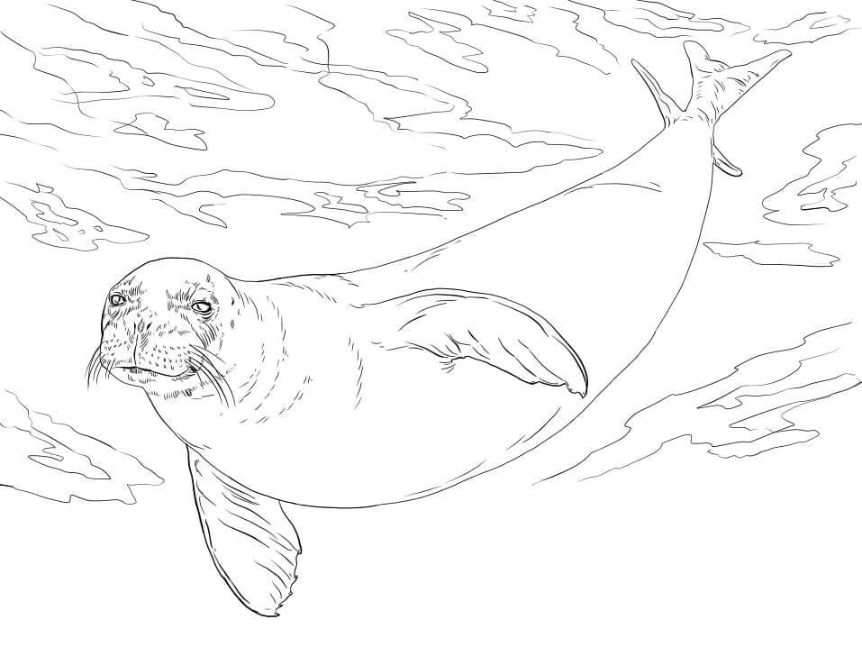 Foca Monje