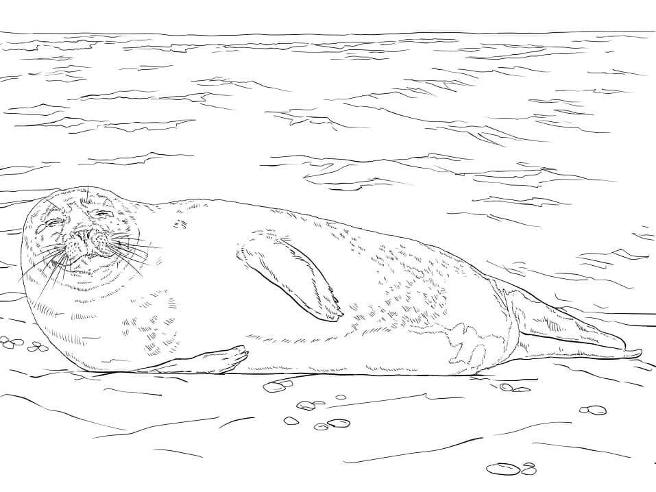 Foca de Puerto