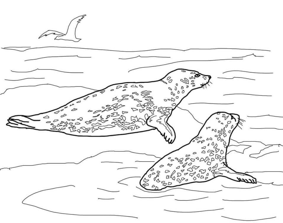 Focas Leopardo