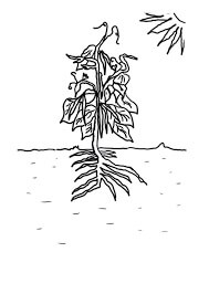 Frijol de árbol Básico