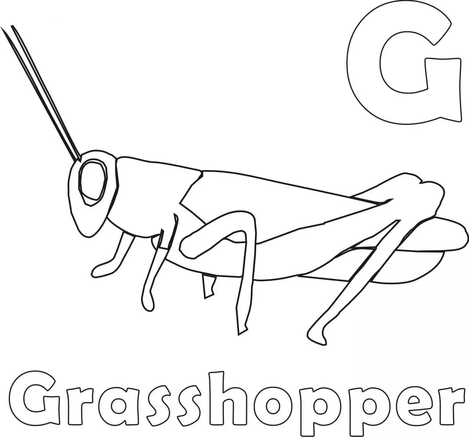 G y Saltamontes