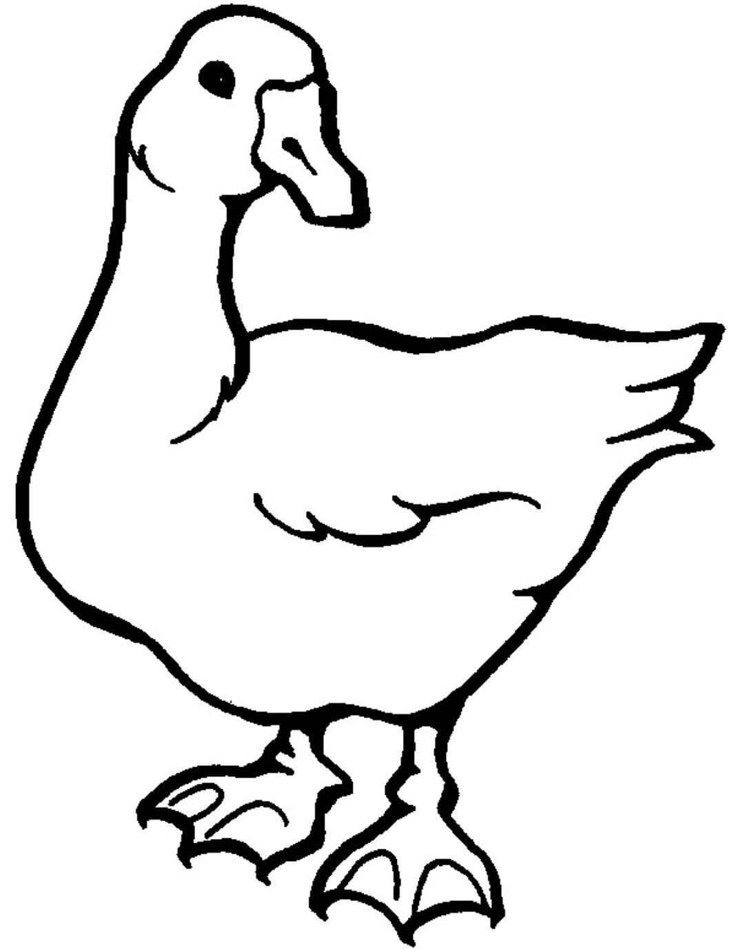 Ganso Blanco