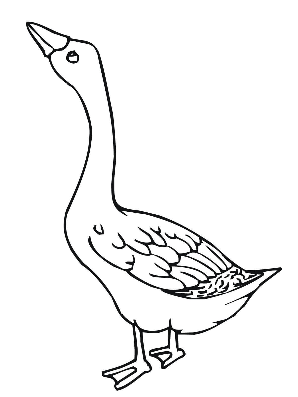 Ganso Básico