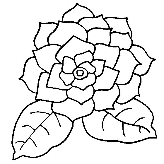 Gardenia