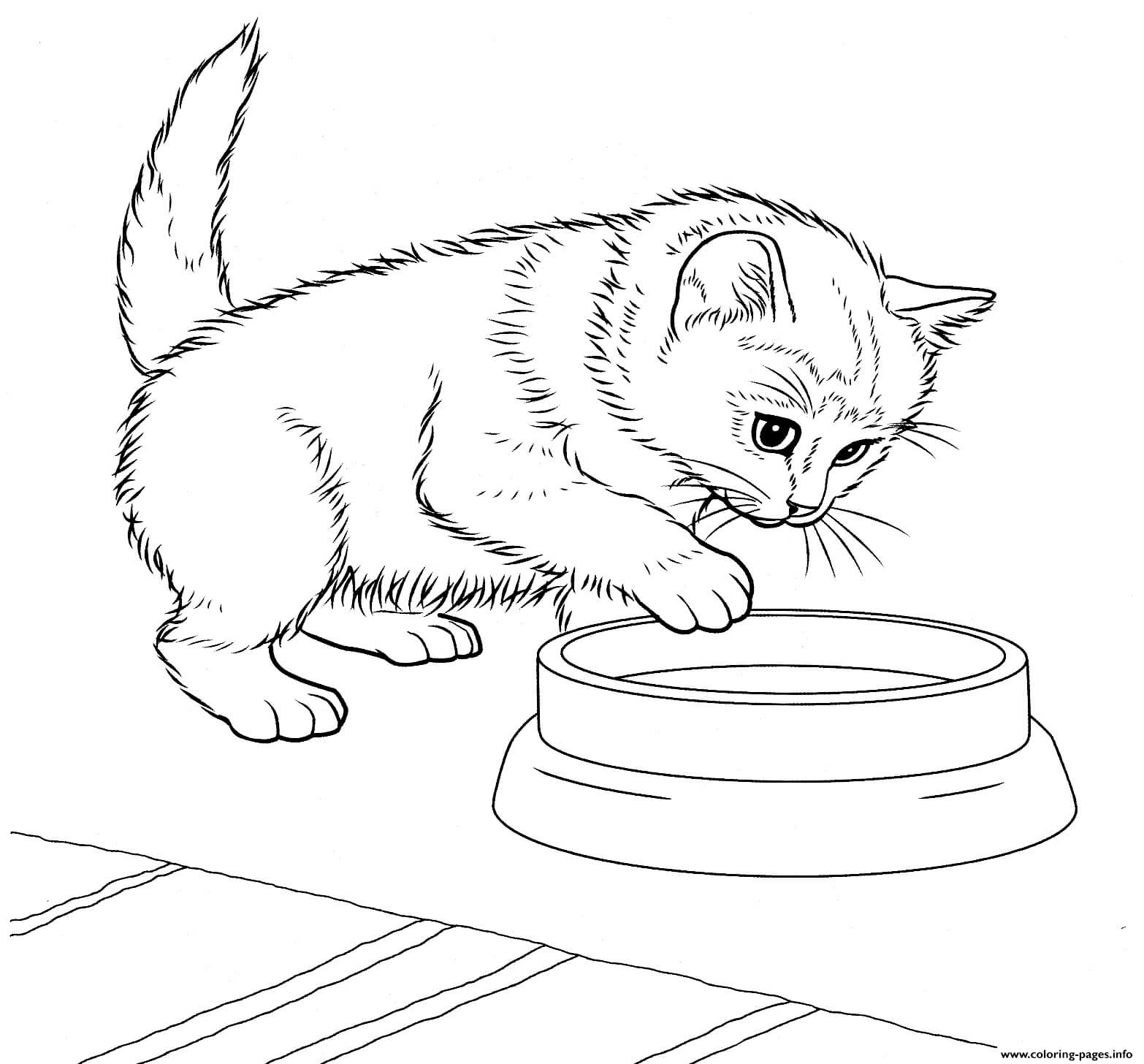 Gatito Javanés