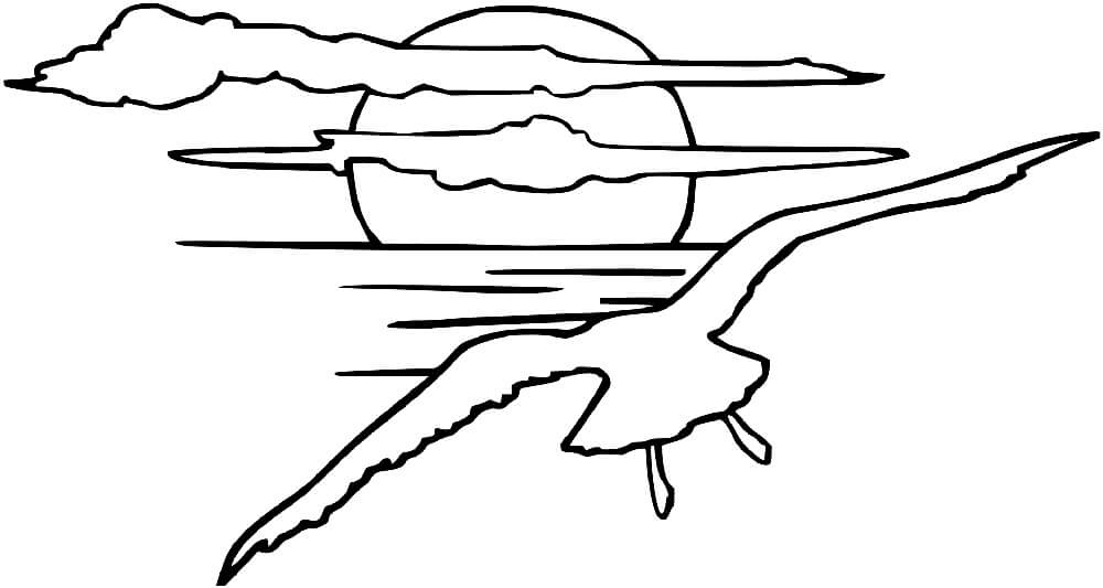 Gaviota Al Atardecer