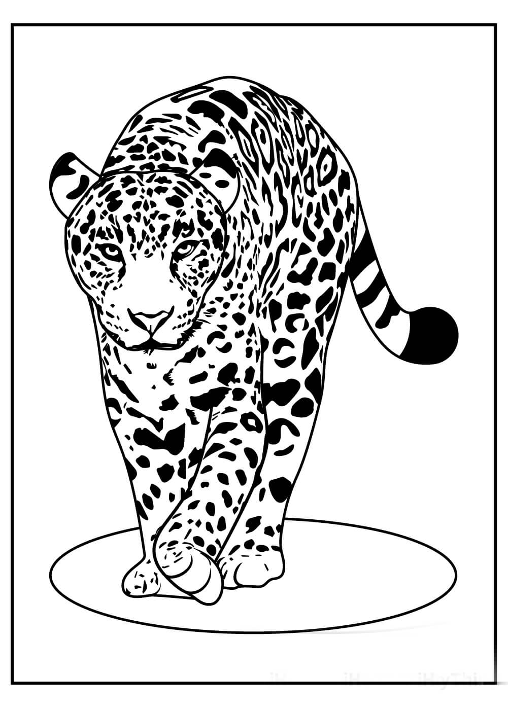 Genial Leopardo Caminando