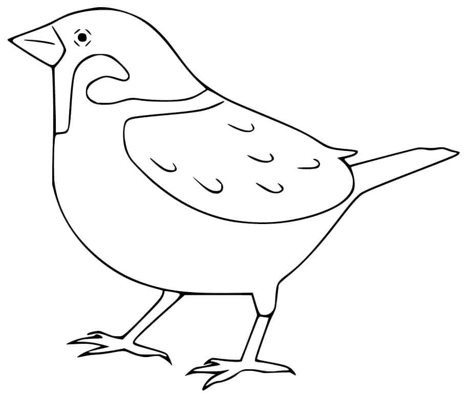 Gorrión Fácil