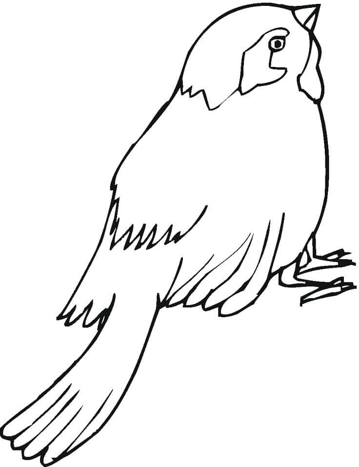 Gorrión Libre