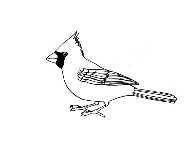 Cardenal