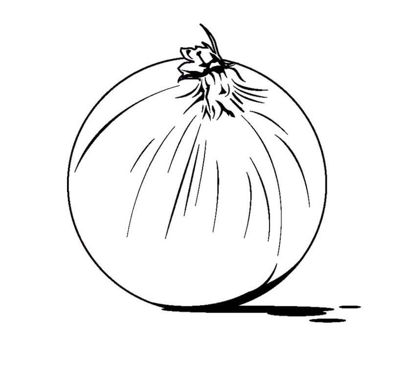 Cebolla