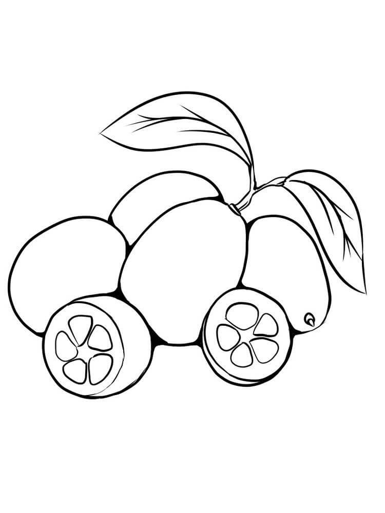 Gran Kumquat