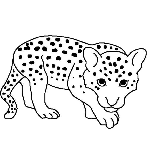 Gran Leopardo