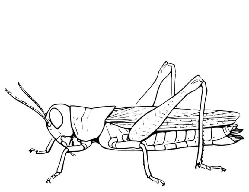 Gran Saltamontes
