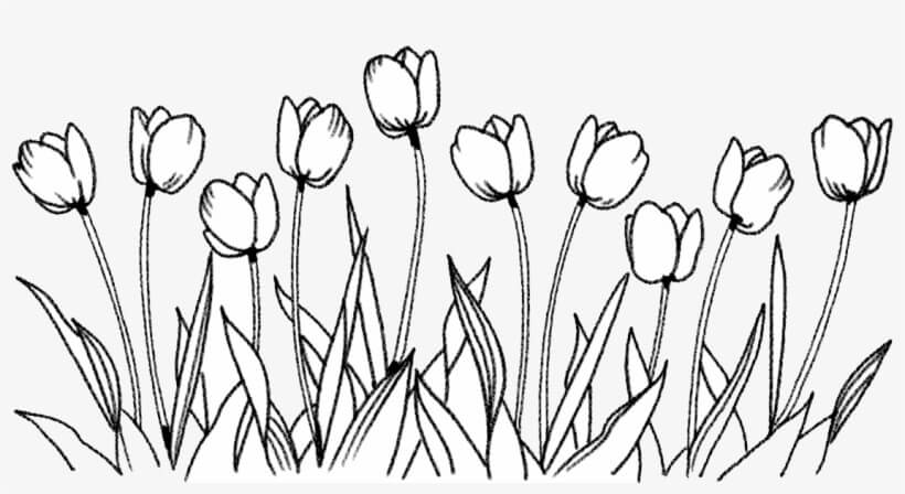 Gran Tulipán