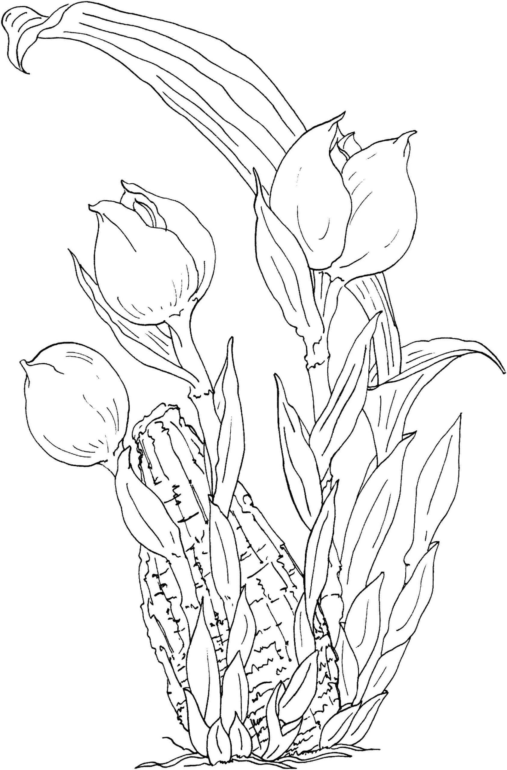 Grandes Tulipanes