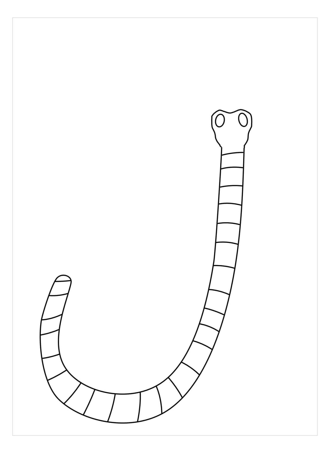 Gusano de Cinta