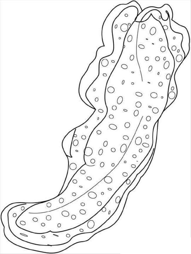 Gusano de Mar