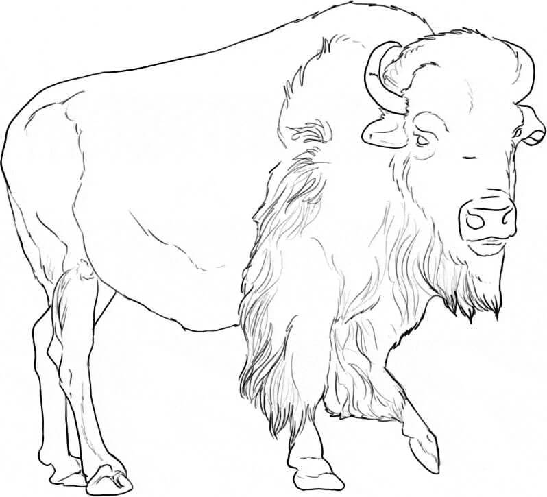 Hermoso Búfalo