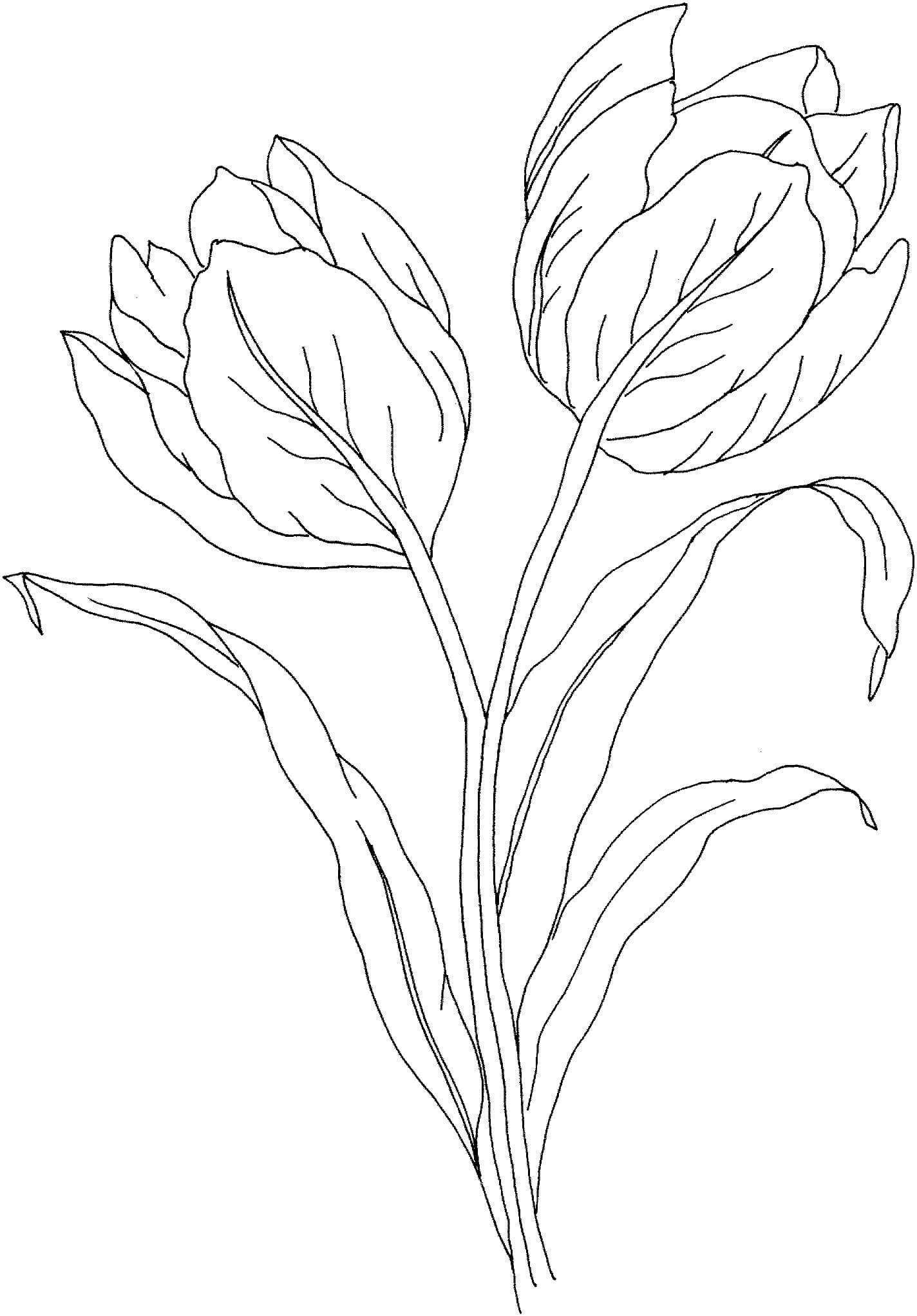 Hermoso Tulipán