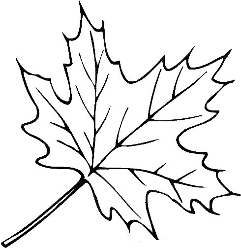 Hoja Perfecta