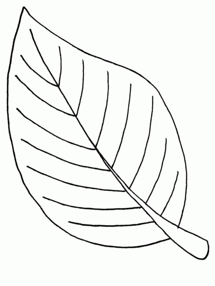 Hoja Relacionada