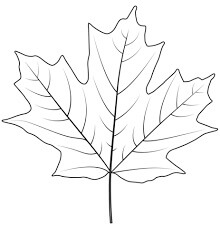 Hoja de Arce de Azúcar
