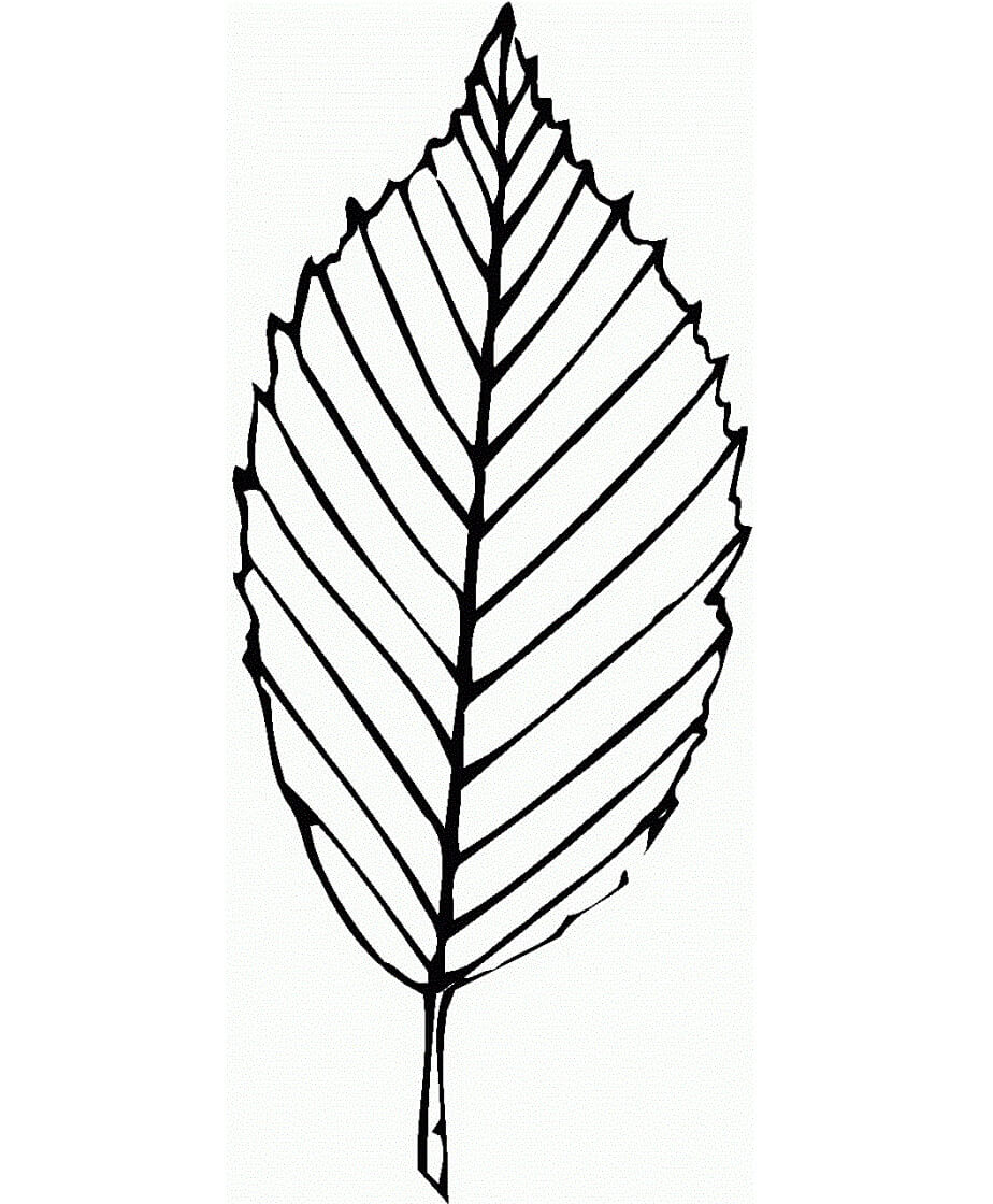 Hoja en Línea