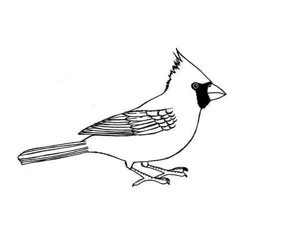 Imagen de Pájaro Cardenal