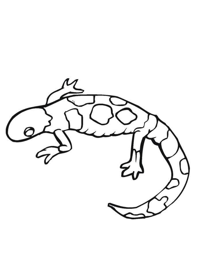 Gecko