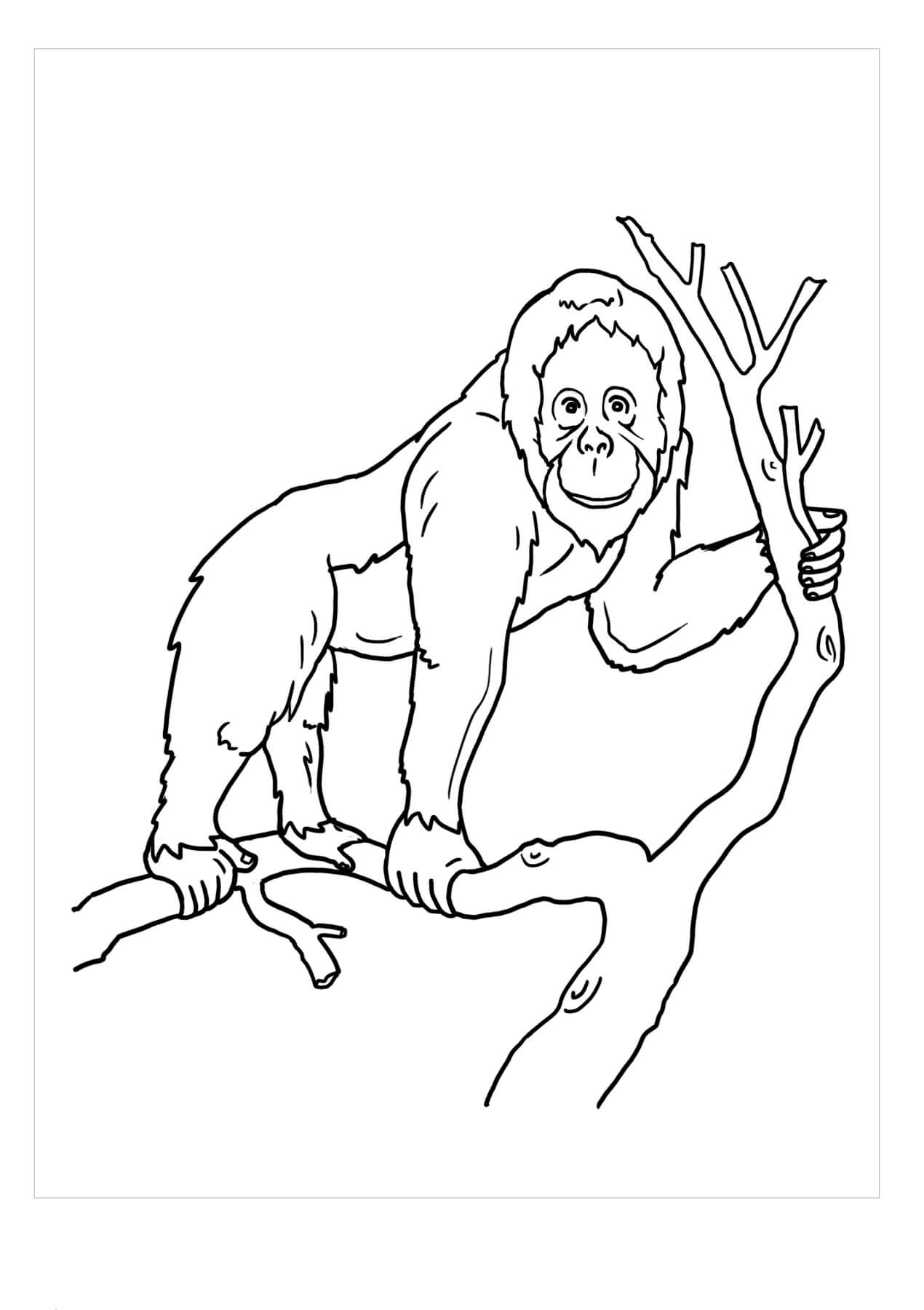 Increíble Orangután