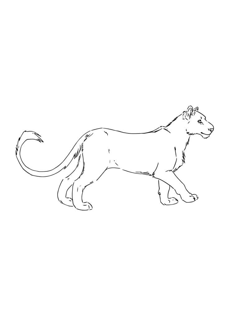 Increíble Puma