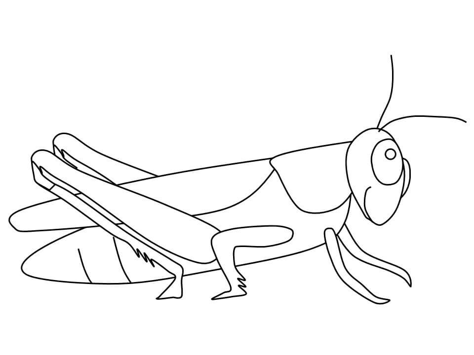 Increíble Saltamontes