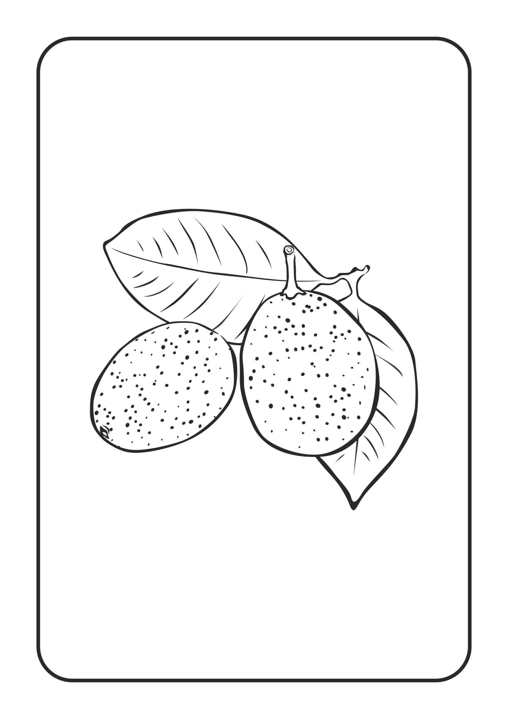 Kumquat Básico con Hoja