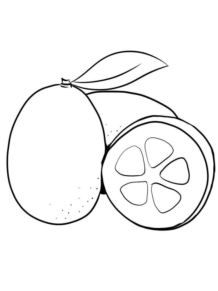 Kumquat Básico