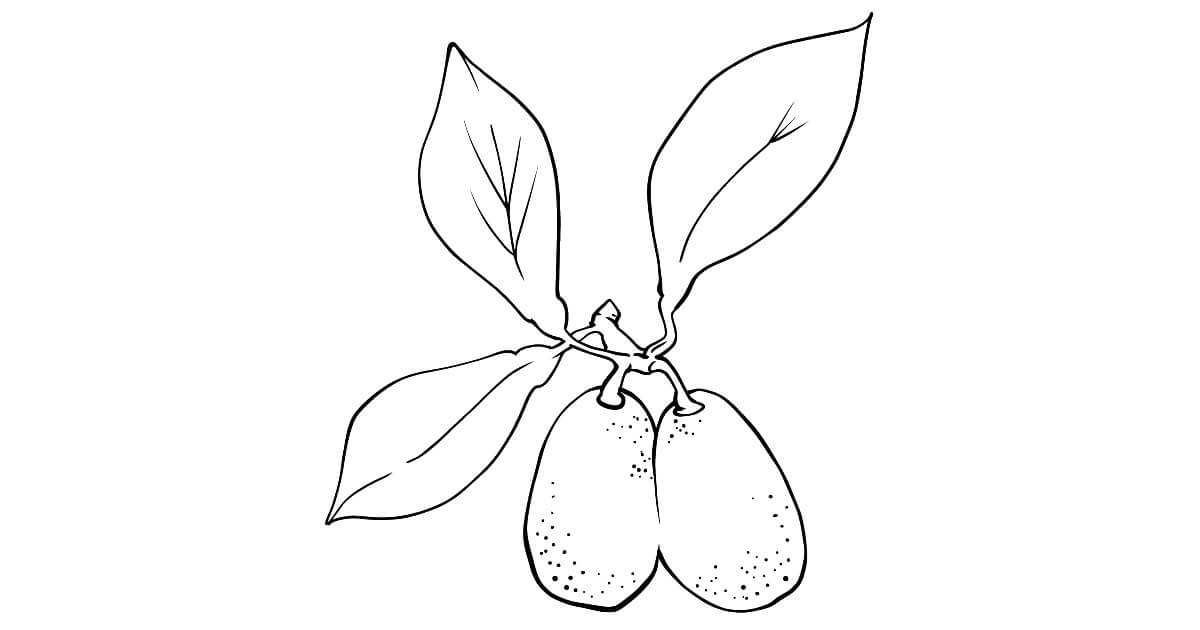 Kumquat Imprimible