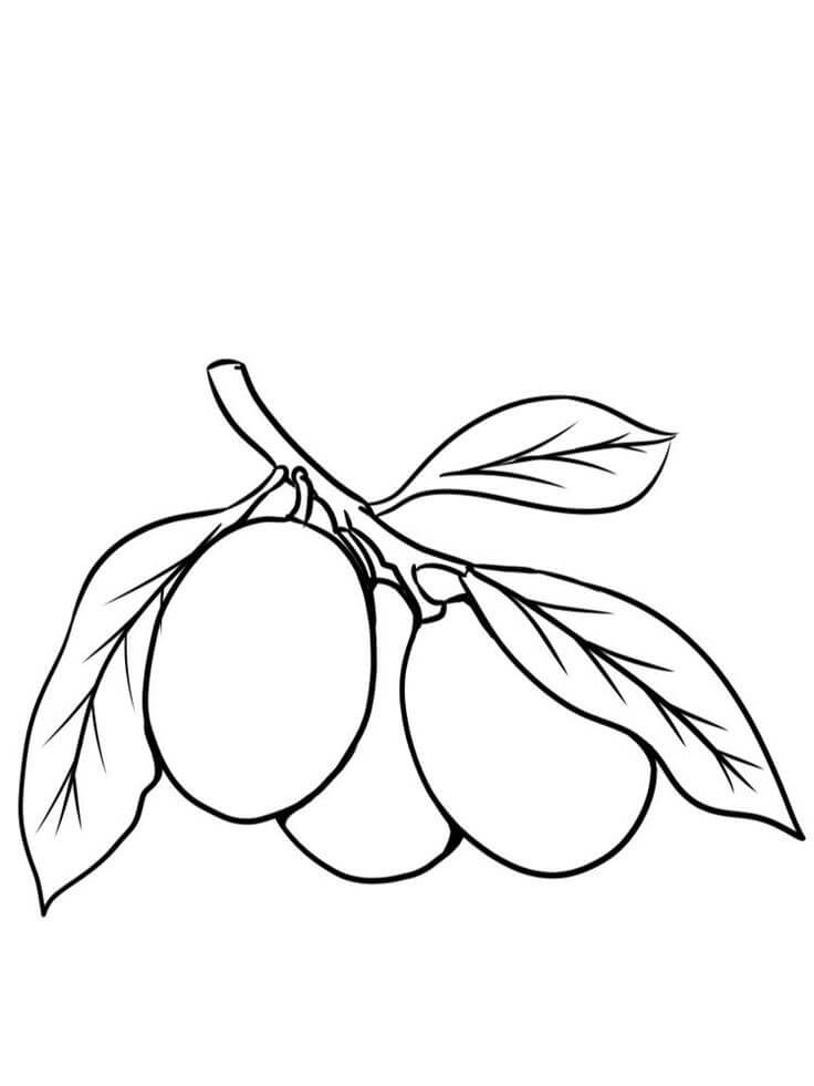 Kumquat Normal