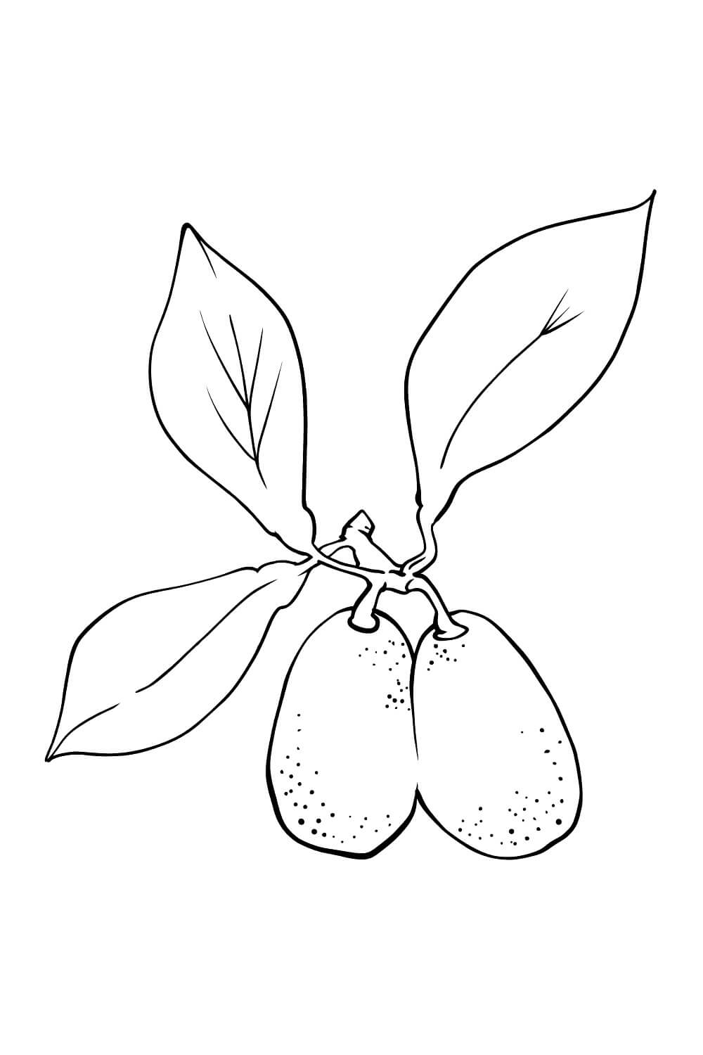 Kumquat Perfecto