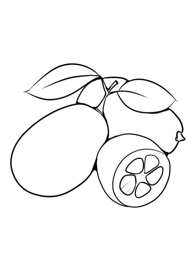 Kumquat