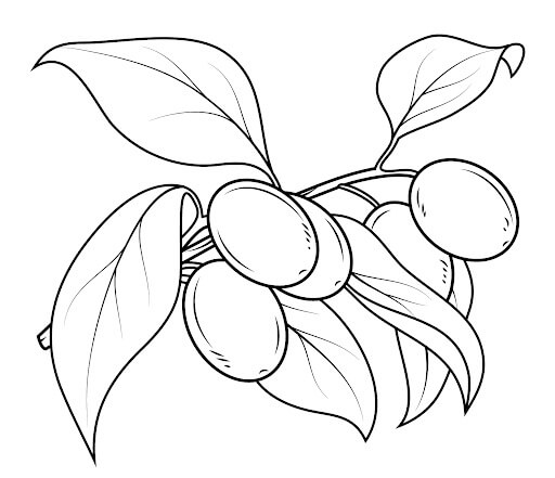 Kumquat con Hoja