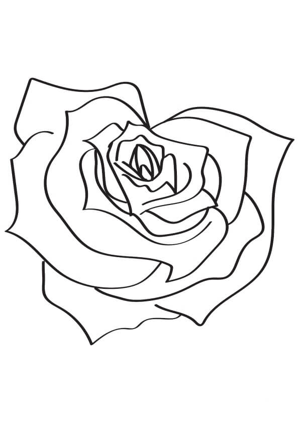 La Rosa en Forma de Corazón