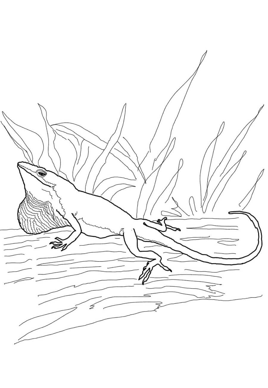 Lagarto Anole De Carolina